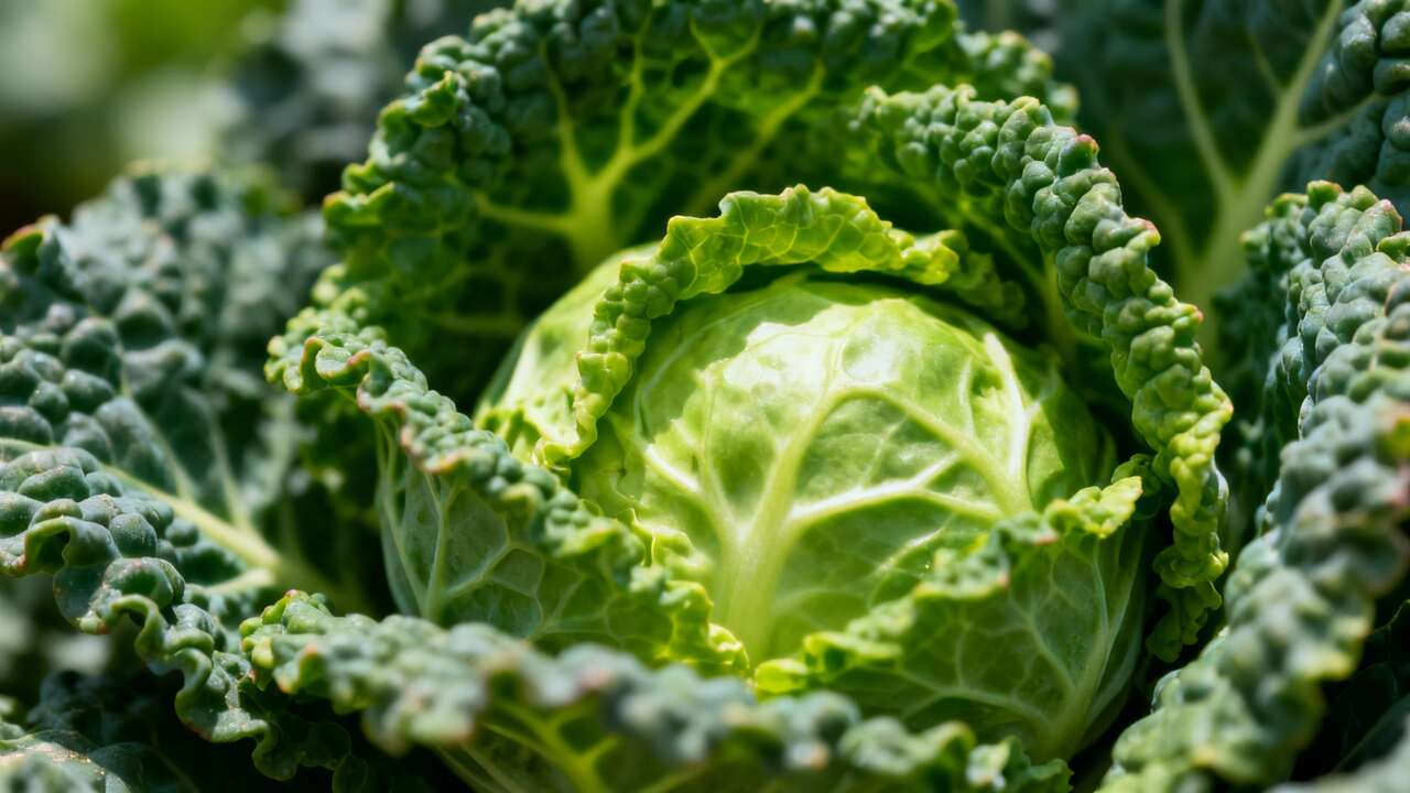 This Winter Veggie Helps Strengthen the Immune System